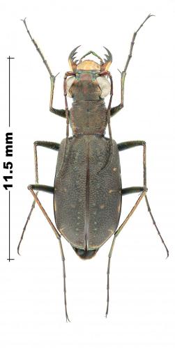 Cicindelidia punctulata